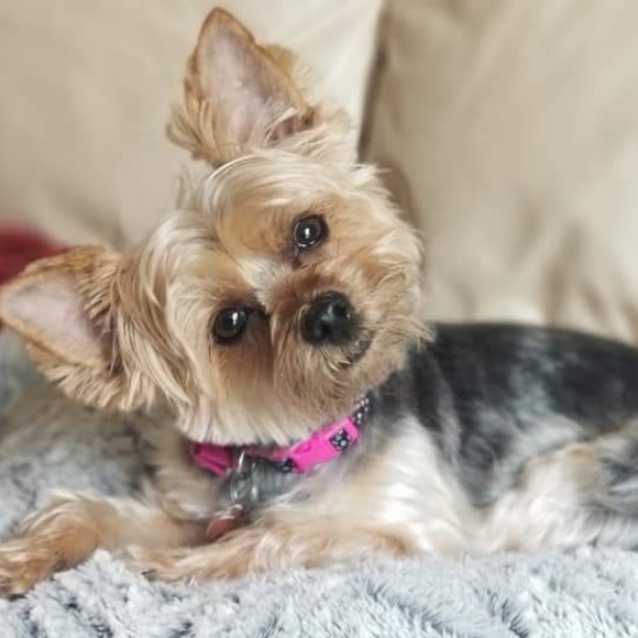 Women's clothing and accessories - Picture 3 of 4